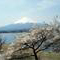 芳賀保彦「富士五湖と桜」