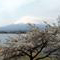 永井明雄　山中湖「富士山と桜」