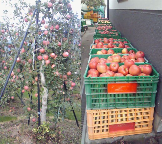 20101012信州りんご